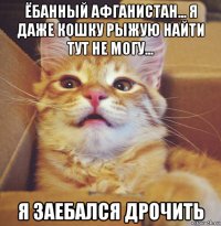 ёбанный афганистан... я даже кошку рыжую найти тут не могу... я заебался дрочить