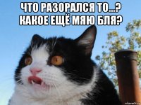 что разорался то...? какое ещё мяю бля? 