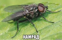  камрад