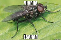 чюрка ёбаная