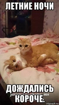 летние ночи дождались короче.