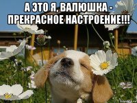 а это я, валюшка - прекрасное настроение!!! 