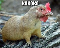 кококо 