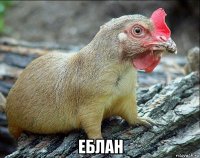  еблан