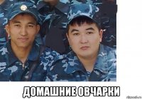  домашние овчарки