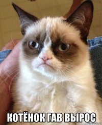  котёнок гав вырос