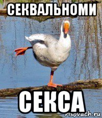 секвальноми секса