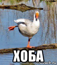  хоба