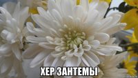  хер зантемы