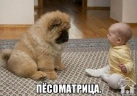  пёсоматрица.
