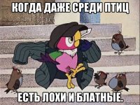 когда даже среди птиц есть лохи и блатные.