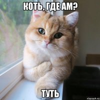 коть, где ам? туть