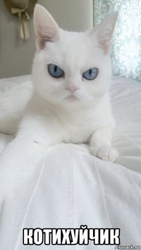  котихуйчик