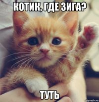 котик, где зига? туть