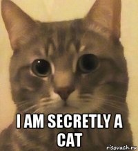  i am secretly a cat