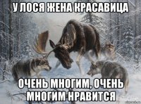 у лося жена красавица очень многим, очень многим нравится