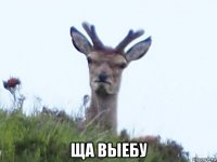  ща выебу