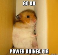 go go power guinea pig