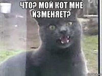 что? мой кот мне изменяет? 