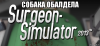 собака обалдела 