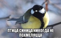  птица синица никогда не похмеляцца