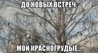 до новых встреч, мои красногрудые...