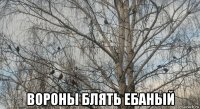  вороны блять ебаный
