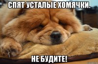 спят усталые хомячки. не будите!