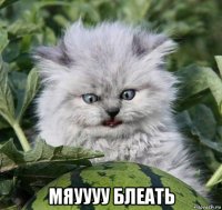  мяуууу блеать