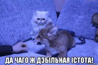  да чаго ж дэбільная істота!