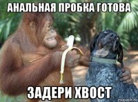 анальная пробка готова задери хвост