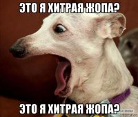 это я хитрая жопа? это я хитрая жопа?