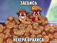 заебись нехера орахиса