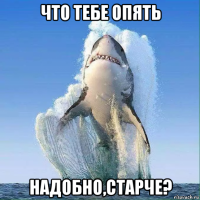 что тебе опять надобно,старче?
