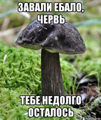 завали ебало, червь тебе недолго осталось