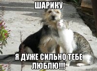 шарику я дуже сильно тебе люблю!!!