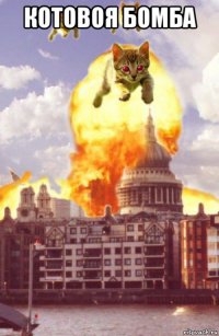котовоя бомба 