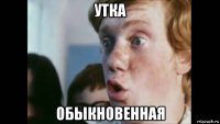 утка обыкновенная