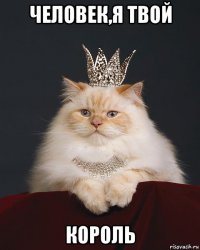 человек,я твой король