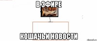 в эфире кошачьи новости