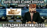 здраствуйте в эфире кошачьи новости в студии василий котов