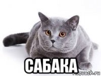  сабака