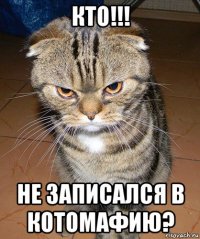 кто!!! не записался в котомафию?