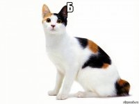 б 