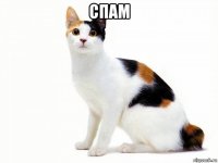 спам 