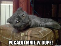  pocaluj mnie w dupe!