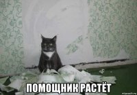  помощник растёт