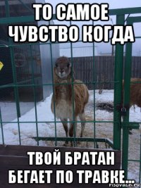 то самое чувство когда твой братан бегает по травке...