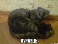  курвець