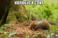 колобуся спит 